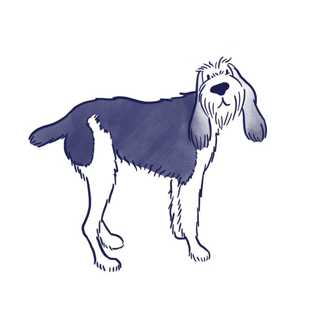 A drawing of Otto the Spinone