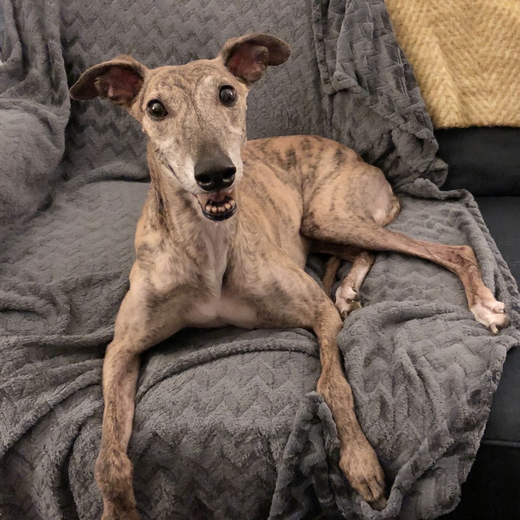 The cutest greyhound in the world