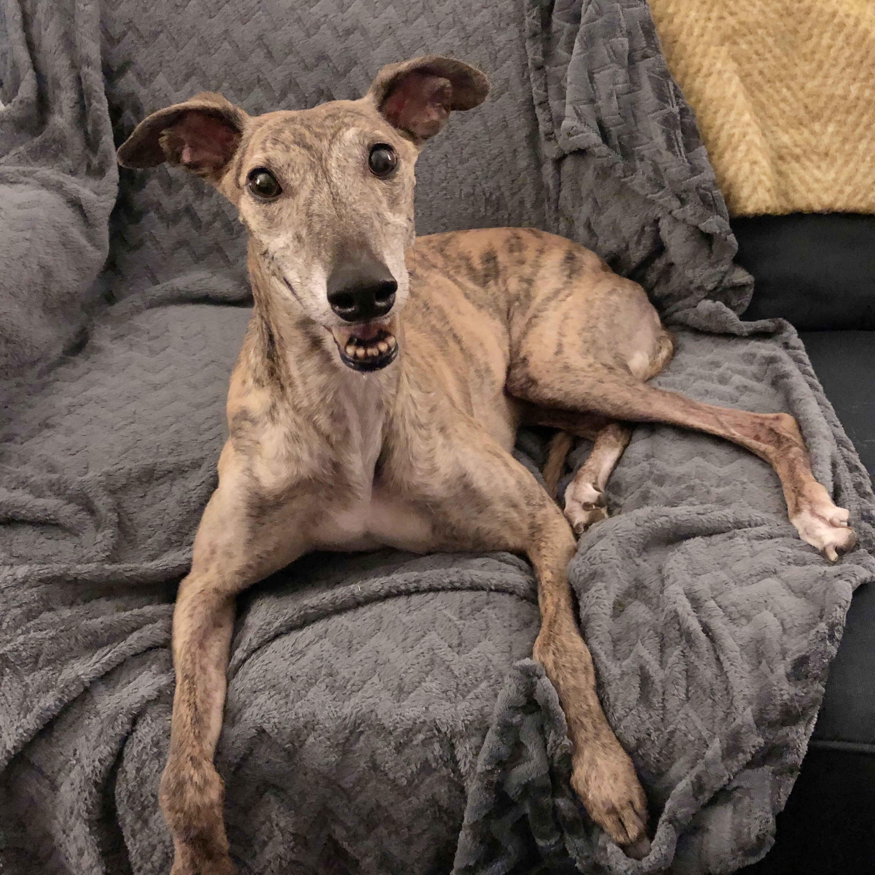 The cutest greyhound in the world