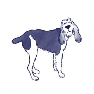 illustration of an Italian Spinone dog