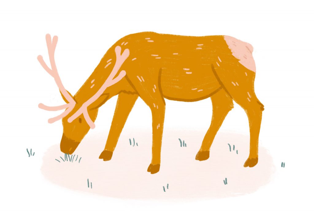 An illustration of an elk, or wapiti