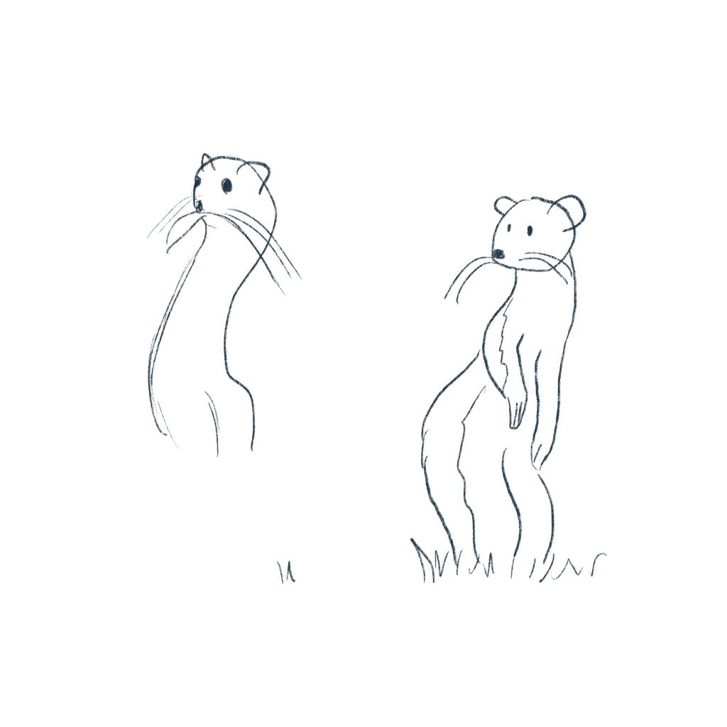 Quick sketches of a weasel