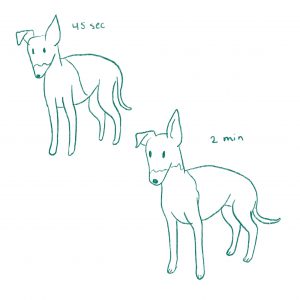 Quick sketches of italian greyhounds