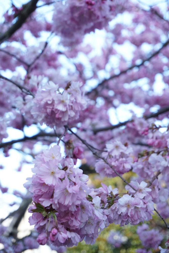 A closeup of cherry blossom branches