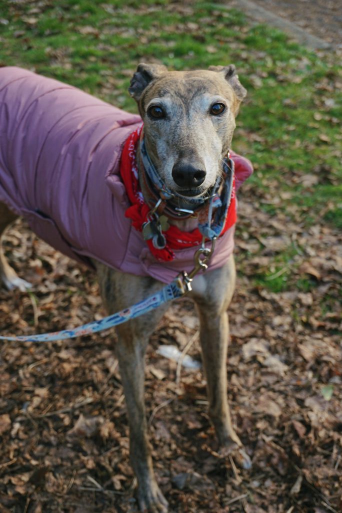 Greer the greyhound peers at the camera in a pink vest