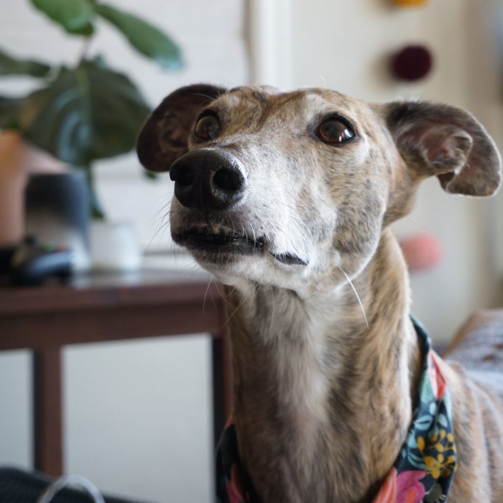 Greer the greyhound looks curiously at the camera