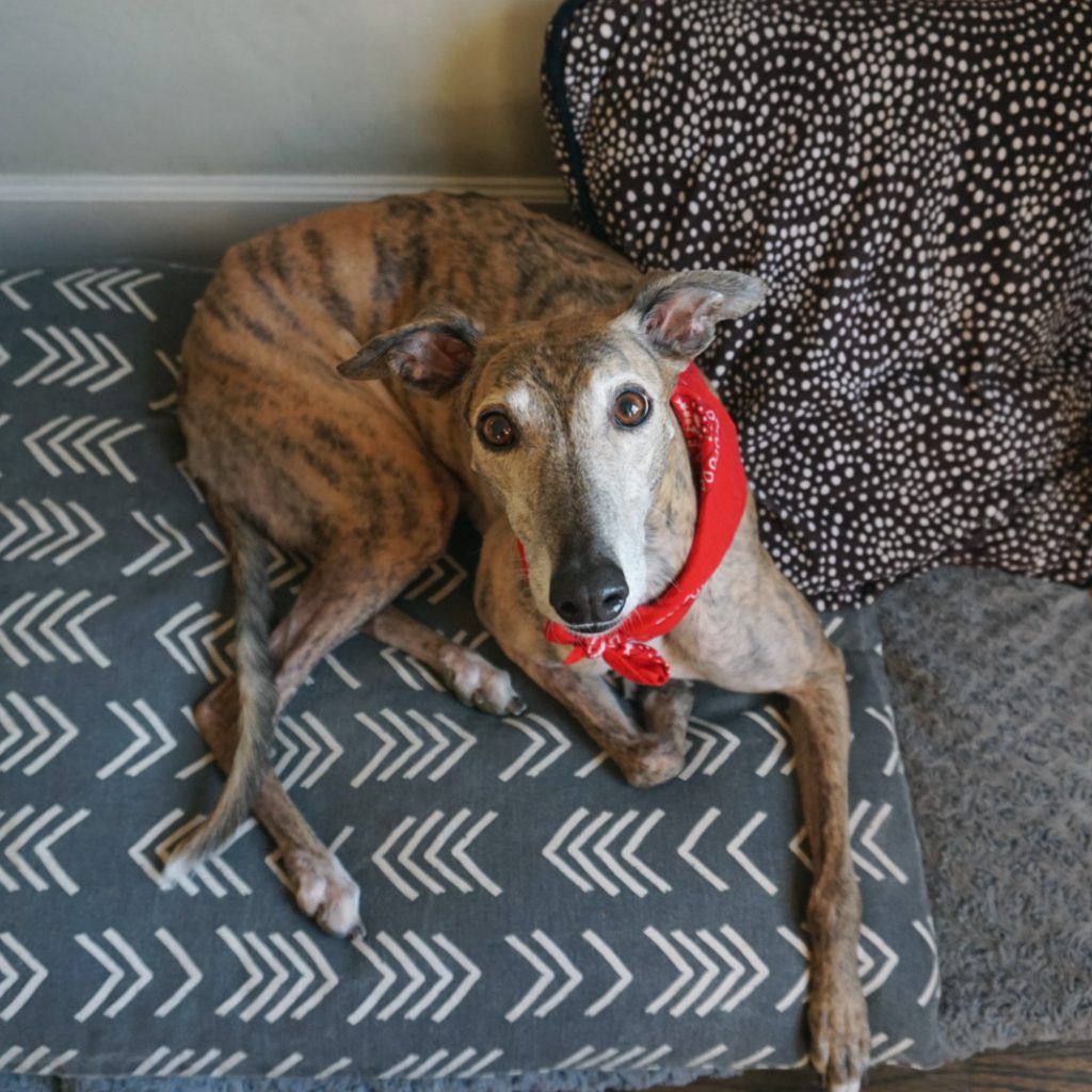 Greer the greyhound looks up at the camera. She's wearing a red kerchief around her neck.