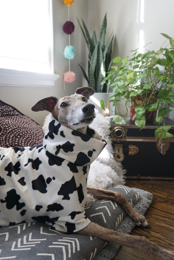 Greer the greyhound models her new cow-print sweater
