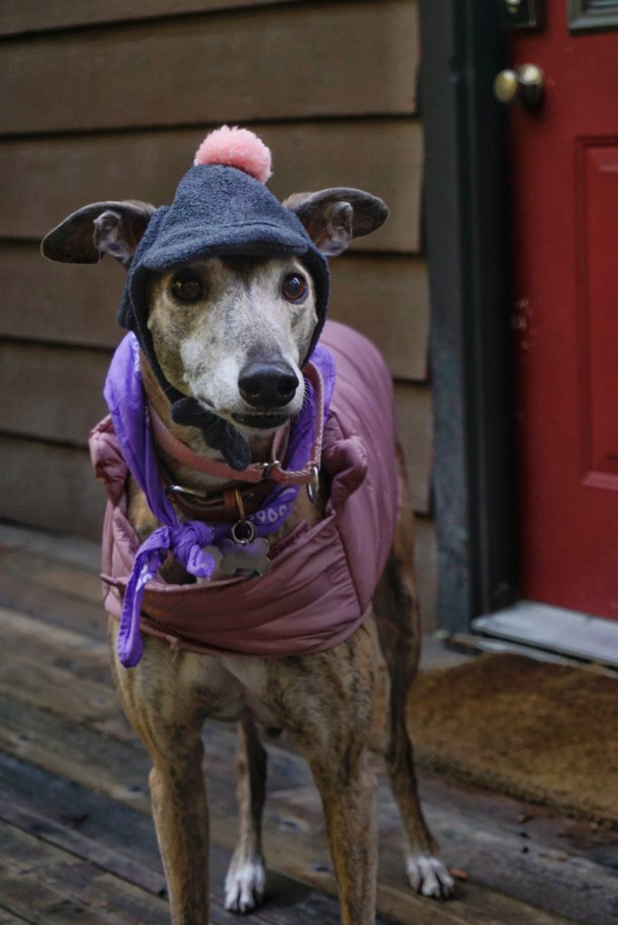 Greer the greyhound wearing a grey hat with a pink pom pom, a purple bandana, and a pink puffy vest