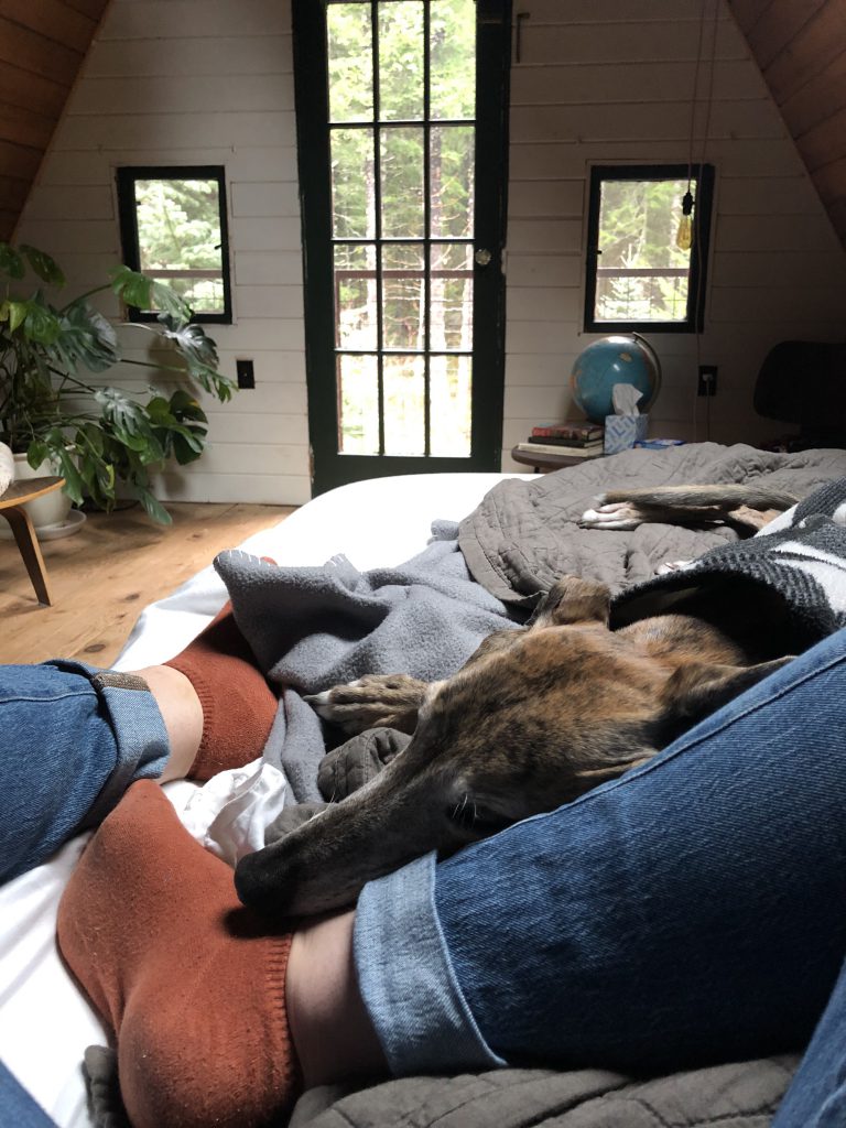 A view of a cabin room from a cozy bed where a greyhound is snoozing on her owner's feet
