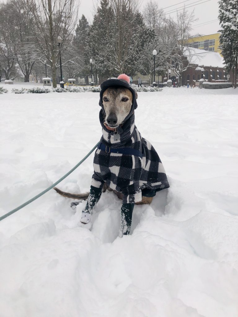 Greer the greyhound sits in a drift of snow, wearing a black and white plaid sweater, and a little grey hat with a pink pom pom on top