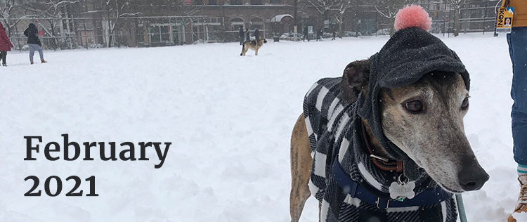 Greer the greyhound stands in the snow, wearing a black and white plaid sweater, and a little grey hat with a pink pom pom on top. The words February 2021 are in the bottom left corner.