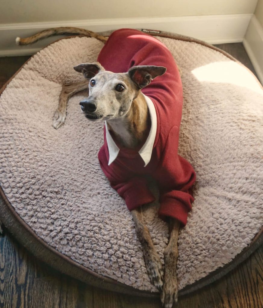 Greer the greyhound is laying on a bed looking up at the camera. She is wearing a maroon sweater with a white shirt collar