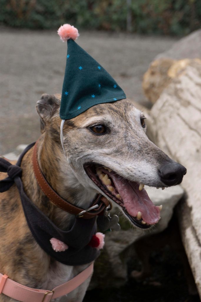 Greer the greyhound smiles while wearing her birthday party hat