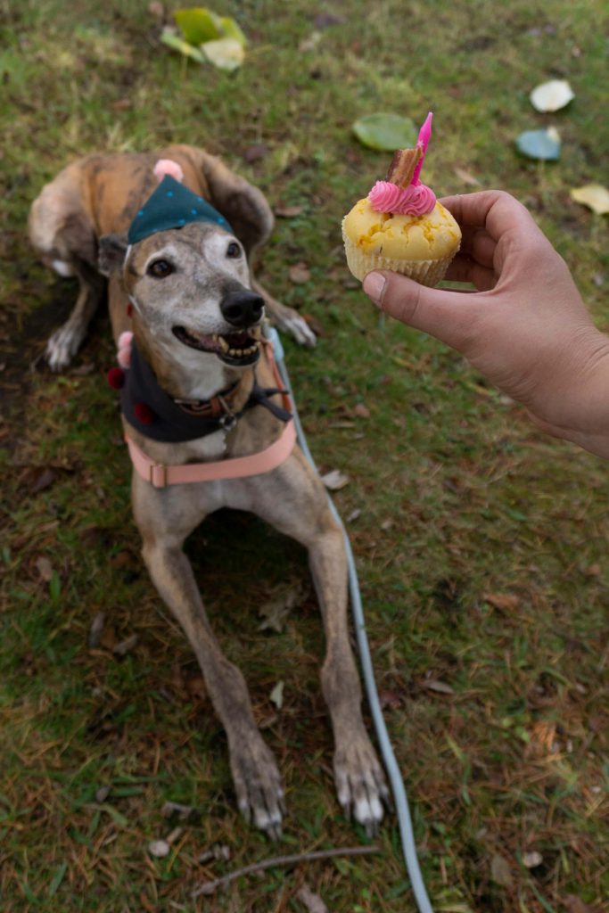 Greer the greyhound smiles up at a hand holding a cupcake while wearing her party hat