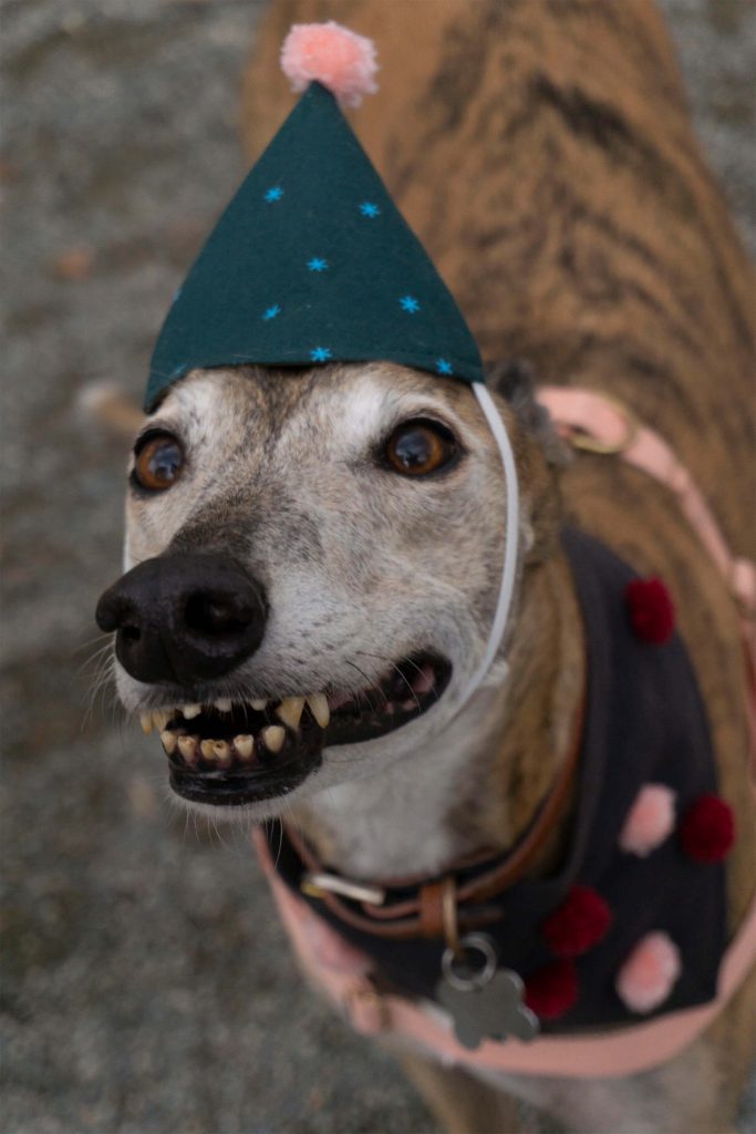 Greer the greyhound smiles while wearing her birthday party hat
