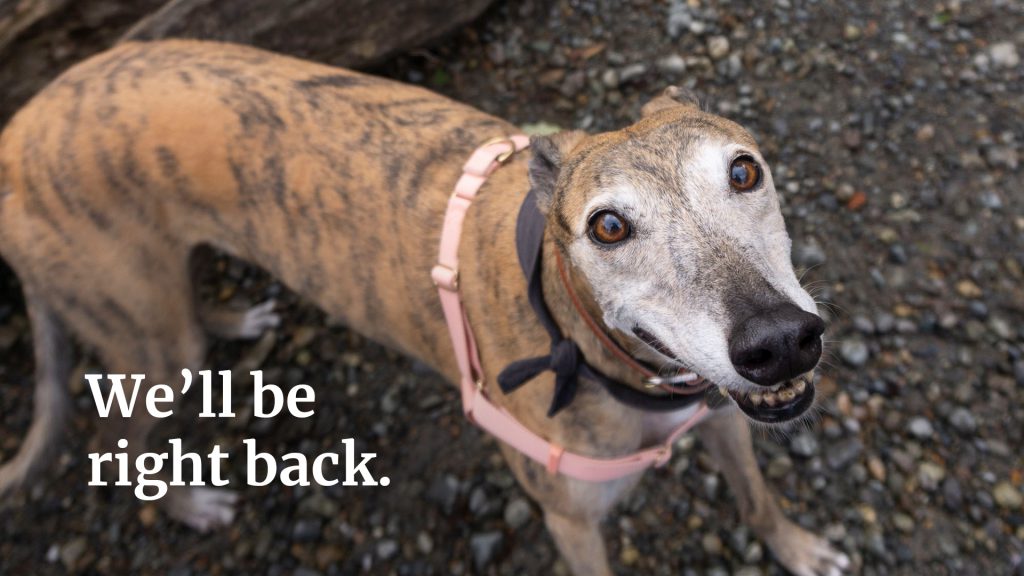 A smiling greyhound looks up at the viewer next to the words "We'll be right back"