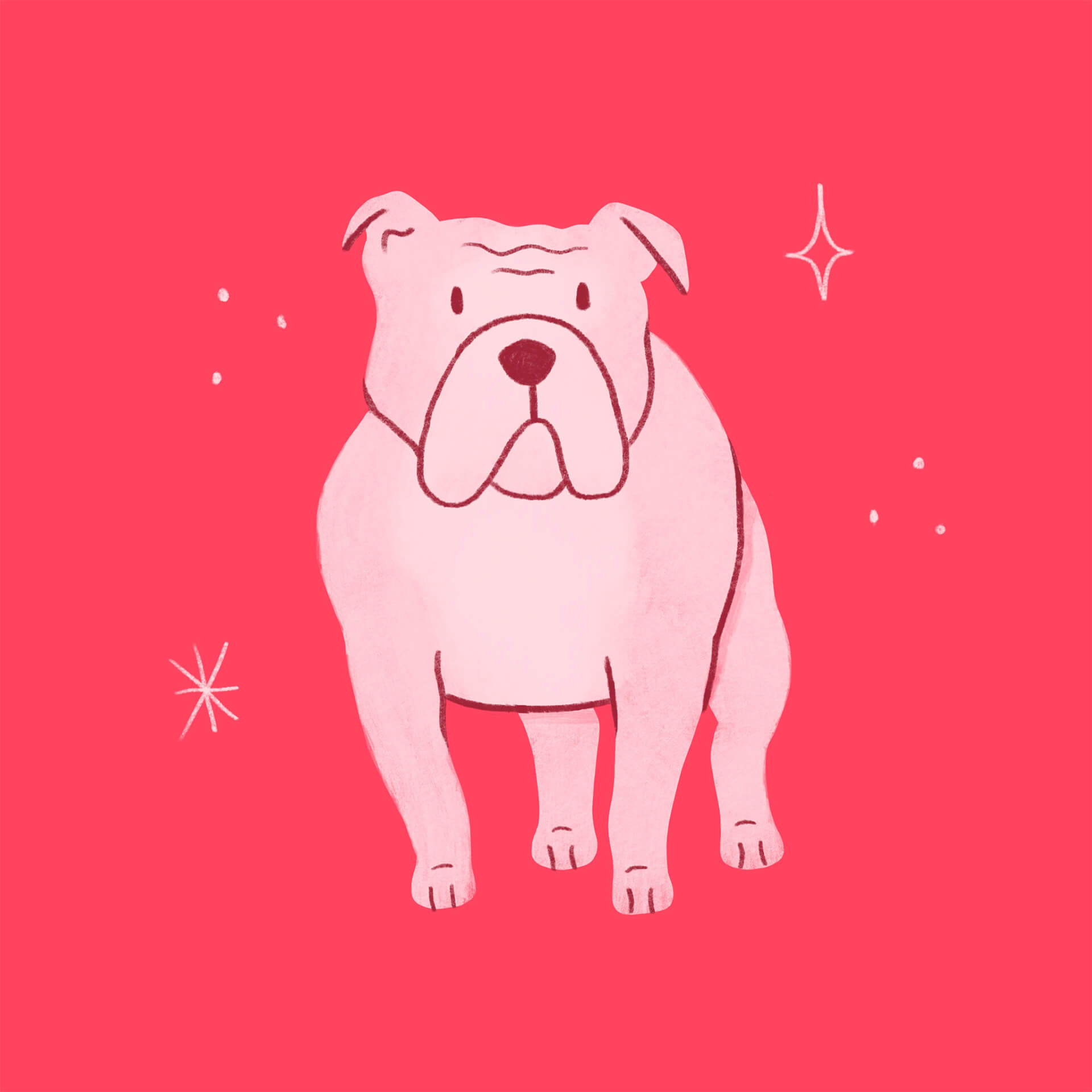 An illustration of a pink bulldog standing and facing the veiwer
