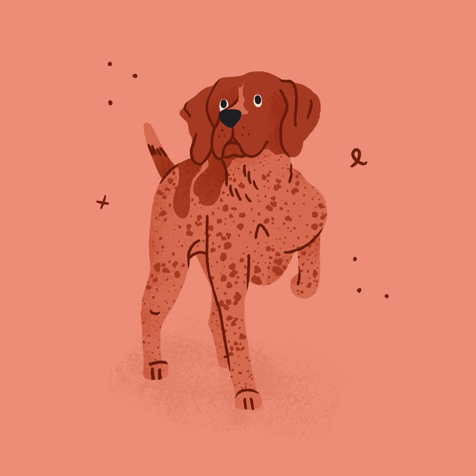 An illustration of a pink german shorthair pointer with its leg raised and eyes locked on something