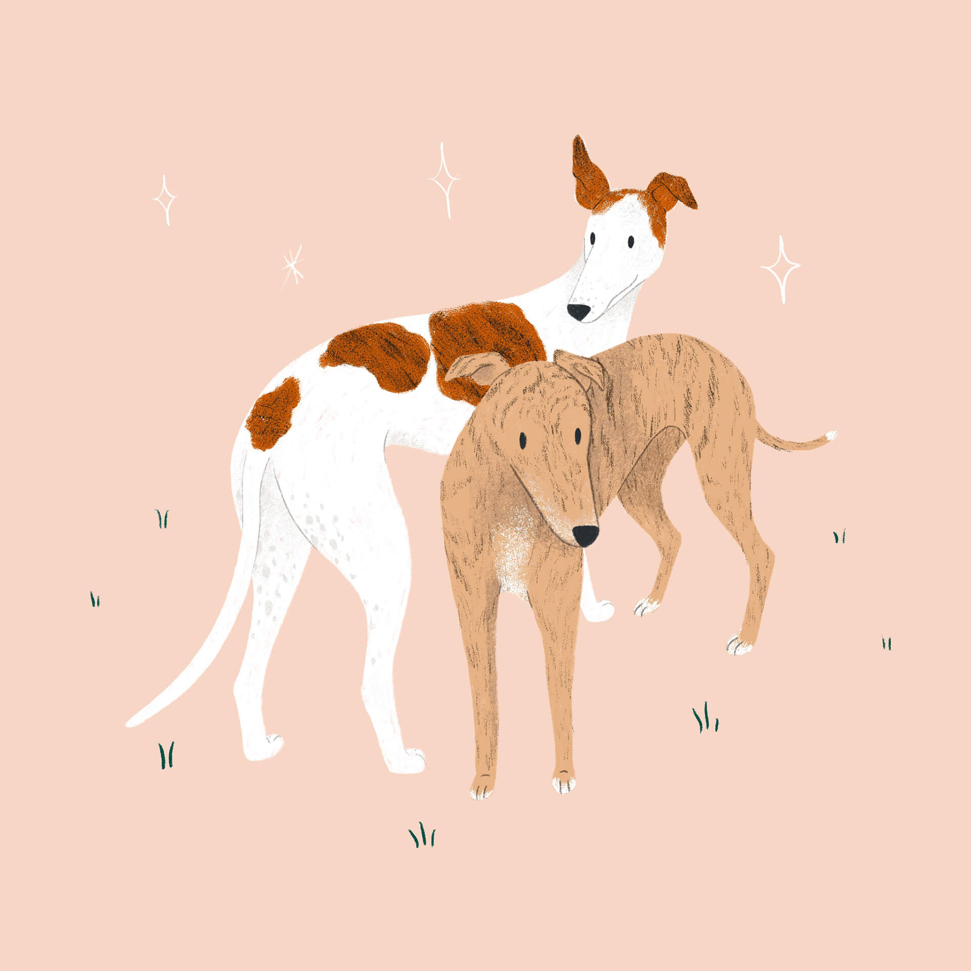 An illustration of two greyhounds. One is white and red and the other is brindle coloured.