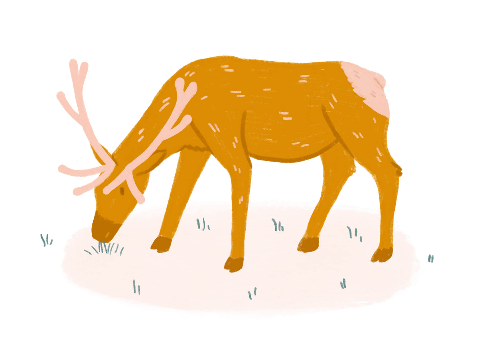 An illustration of an elk, or wapiti