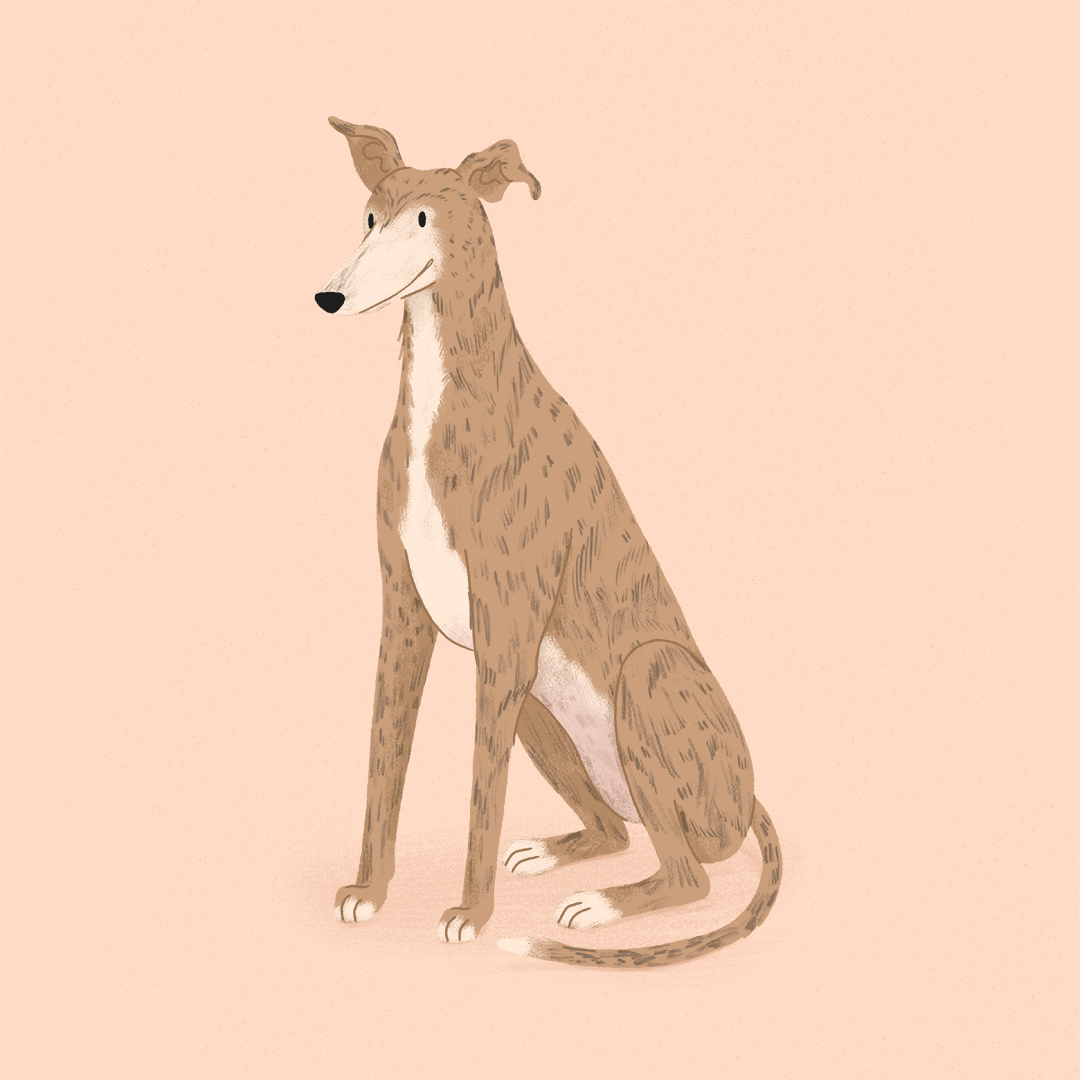 An illustration of Greer the greyhound sitting on a pink background. She is a red brindle dog with a white face.