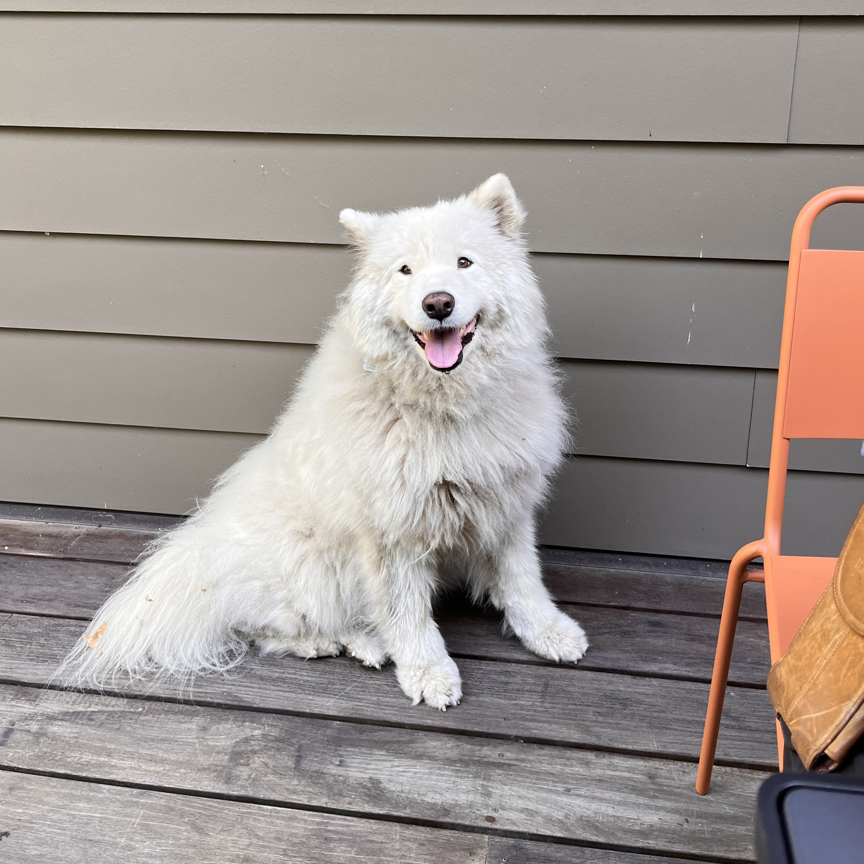 A very dirty and scruffy looking Samoyed sitting on an outdoor deck and smiling at the viewer