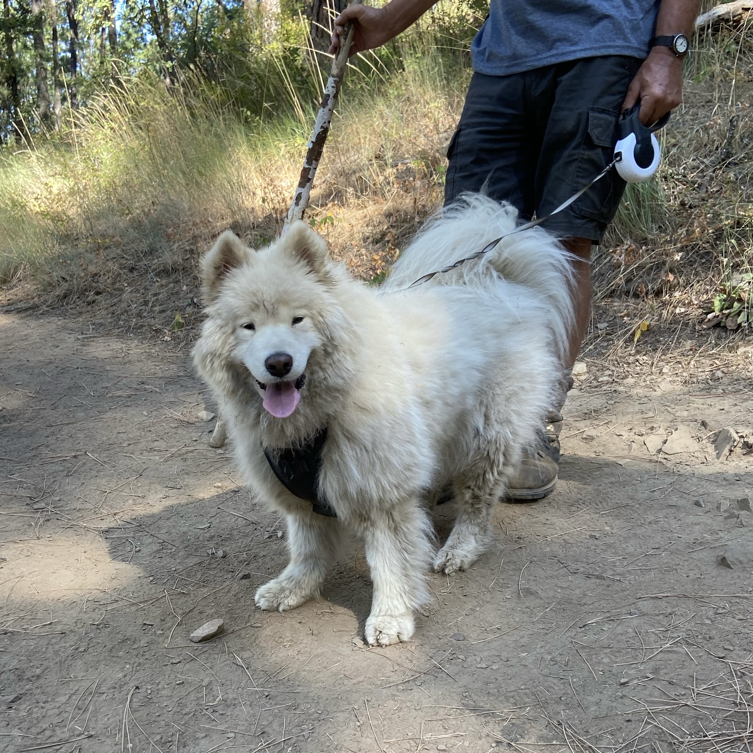 A very dirty and scruffy looking Samoyed coming back from a hike up a mountain
