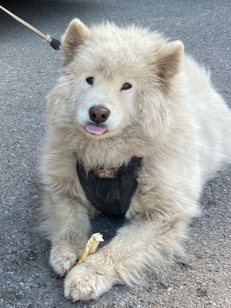 A very dirty and scruffy looking Samoyed holds a bone between her paws