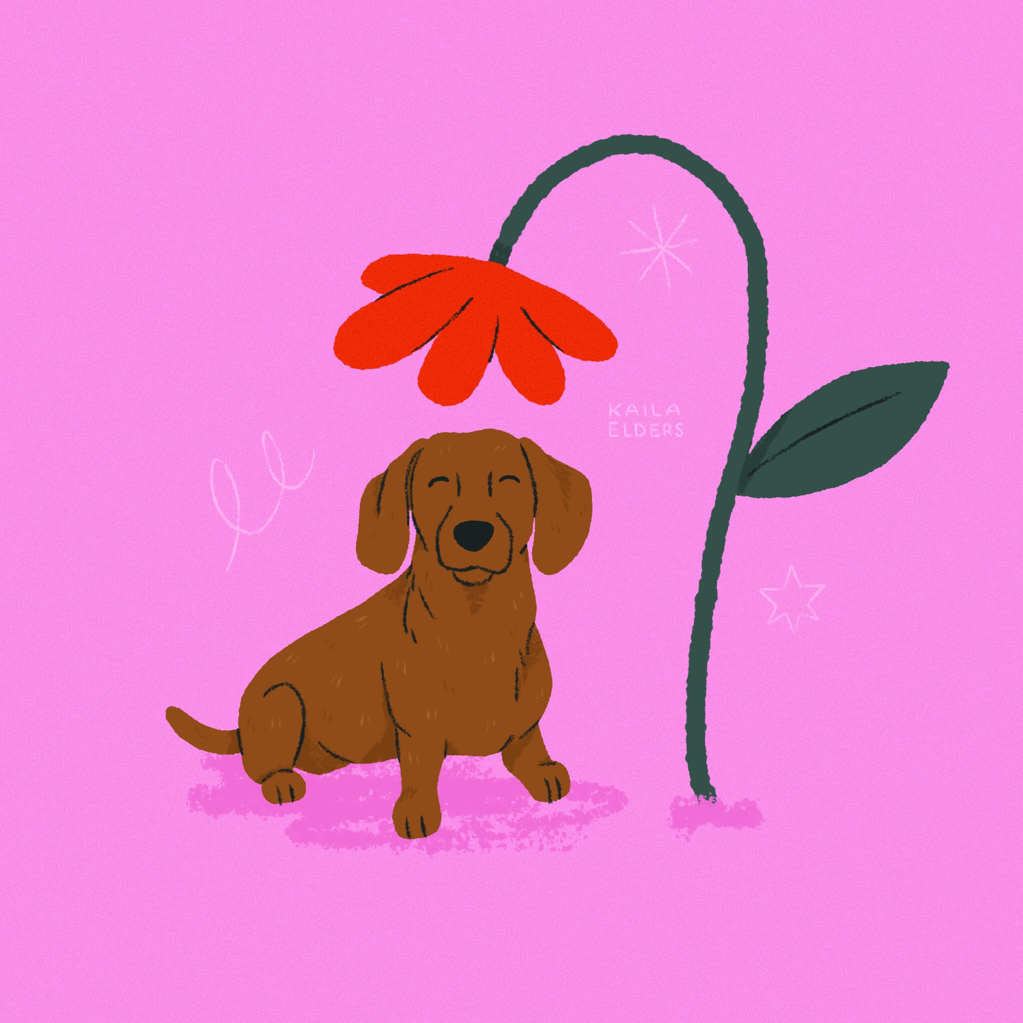 An illustration of a Dachshund dog, sitting and smiling under the cover of a drooping red flower. The background is bright pink.