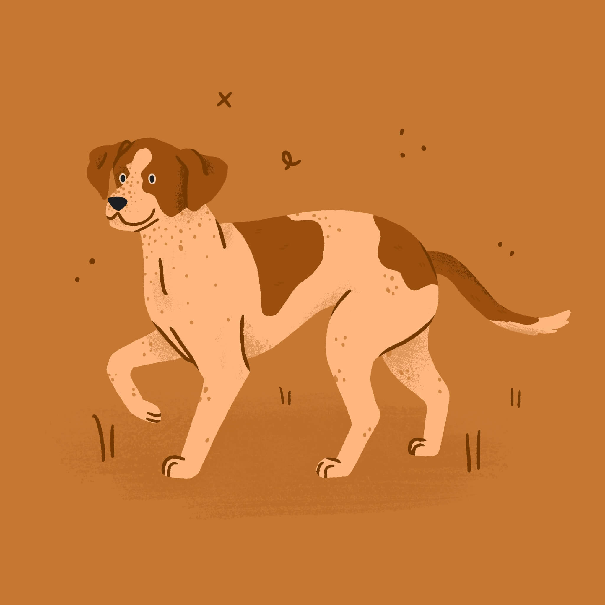 A monochromatic orange illustration of a spotted American Foxhound dog walking across the canvas