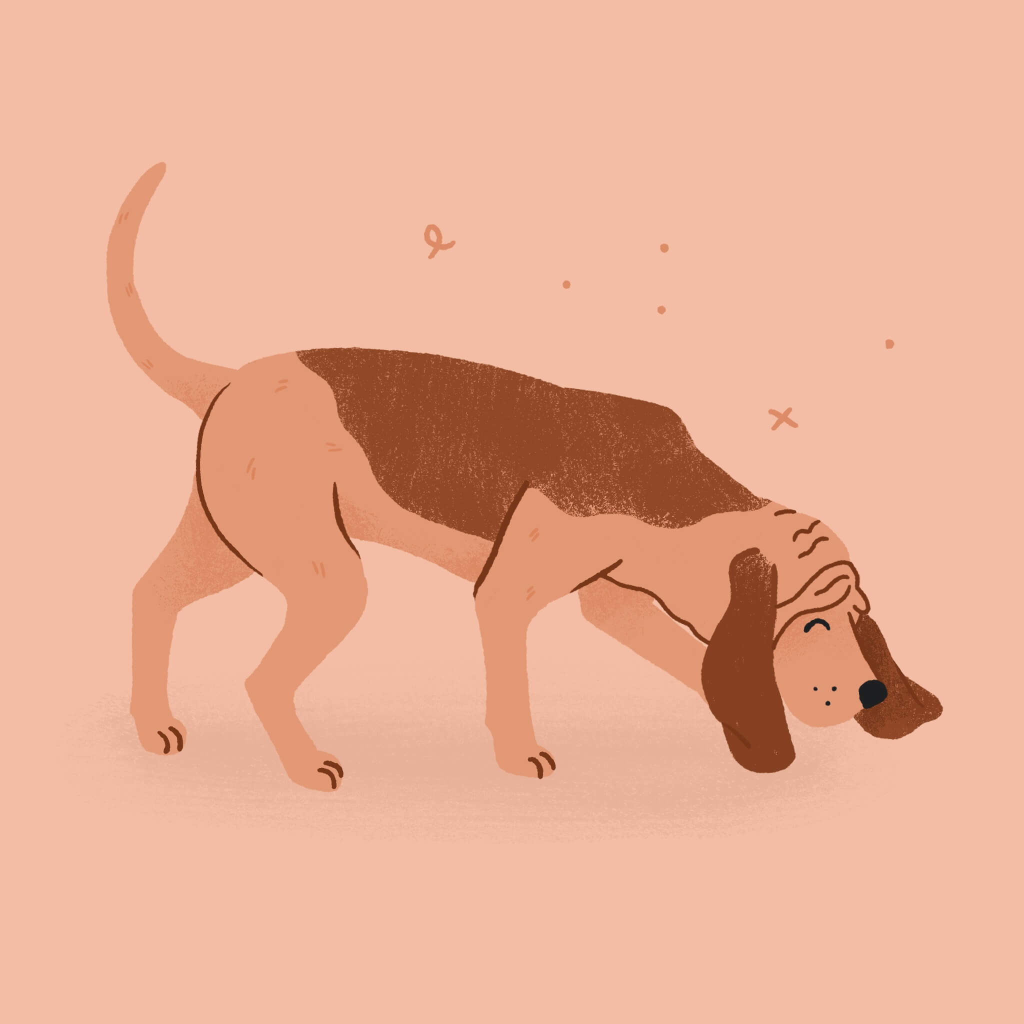 A monochromatic pink illustration of a Bloodhound dog sniffing the ground intently