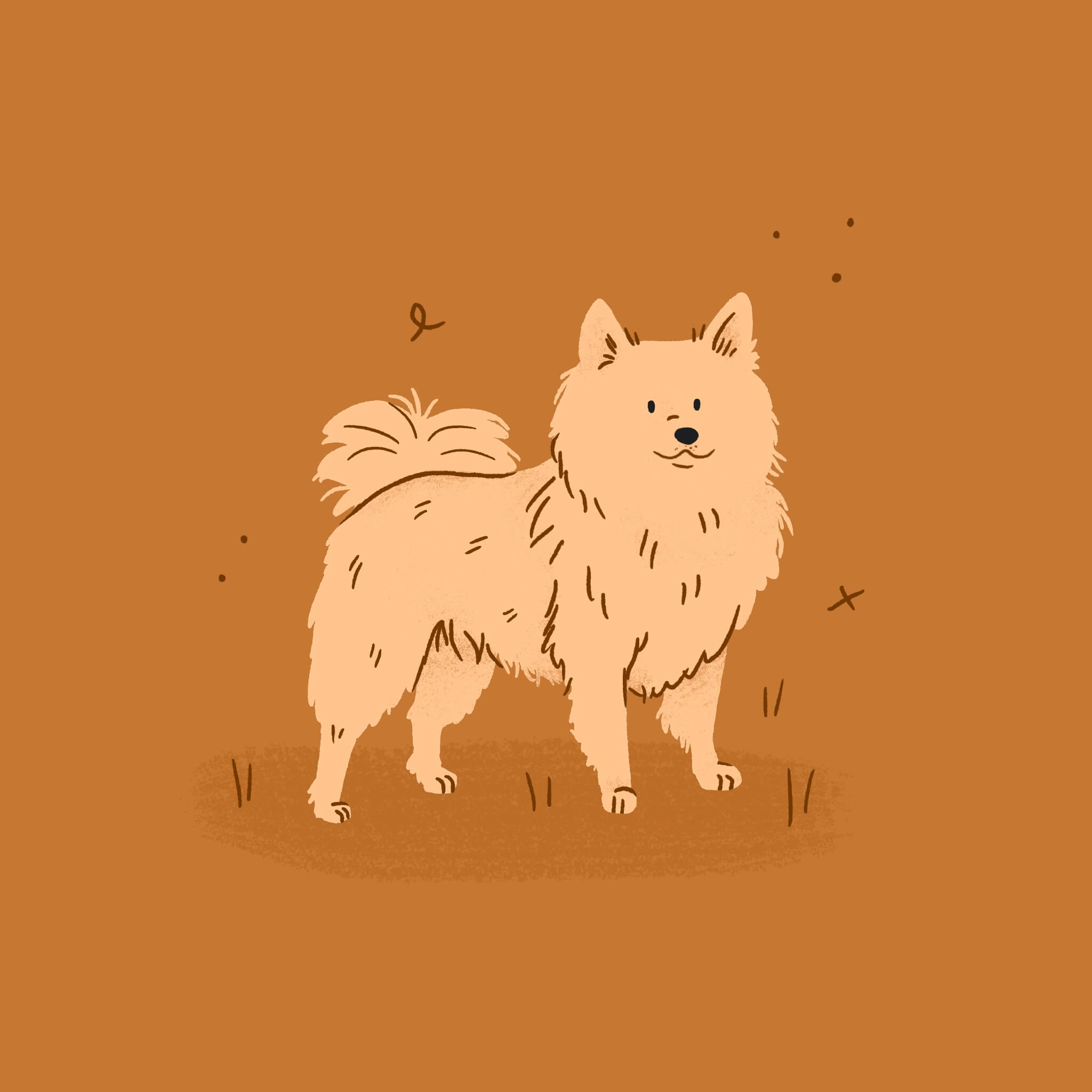 A monochromatic orange illustration of an American Eskimo dog standing happily