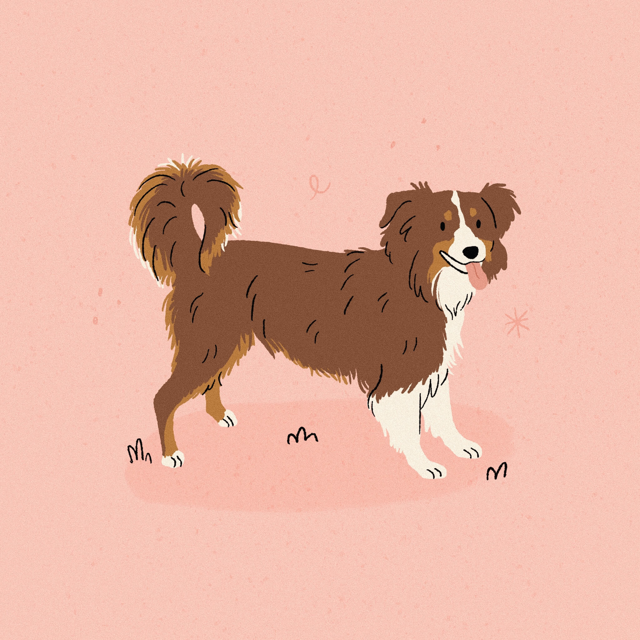 An illustration of a brown and white miniature american shepherd dog standing on a bright pink background