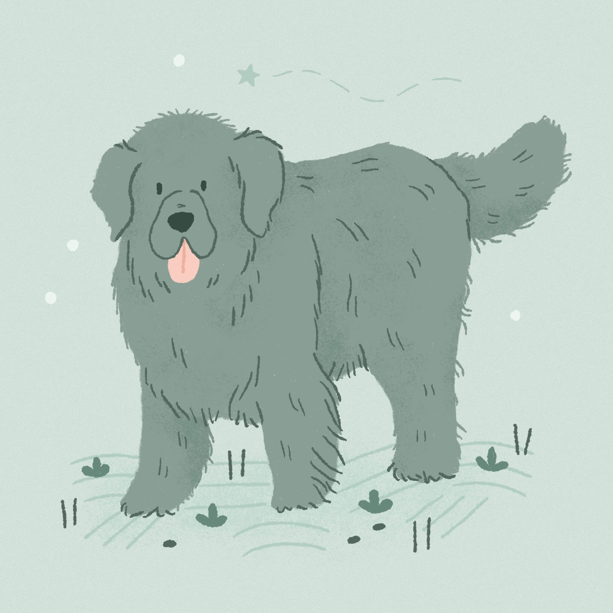 A monochromatic light teal illustration of a Newfoundland dog standing in a grassy patch