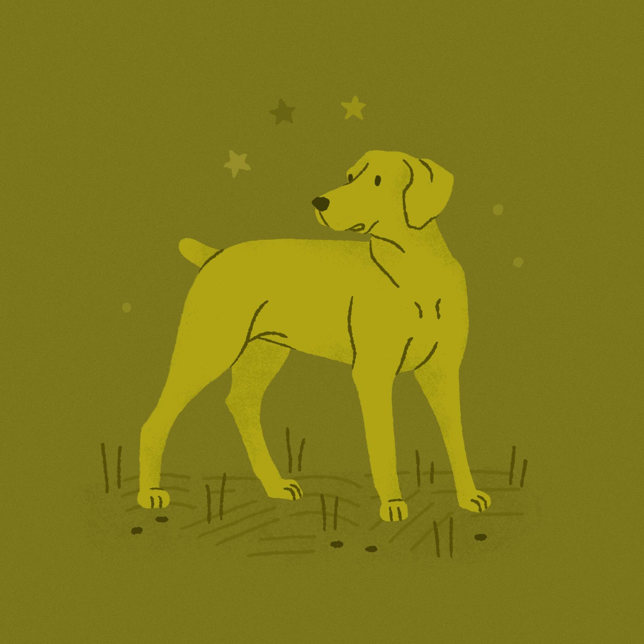 A monochromatic olive green illustration of a Weimaraner dog standing and looking to the left