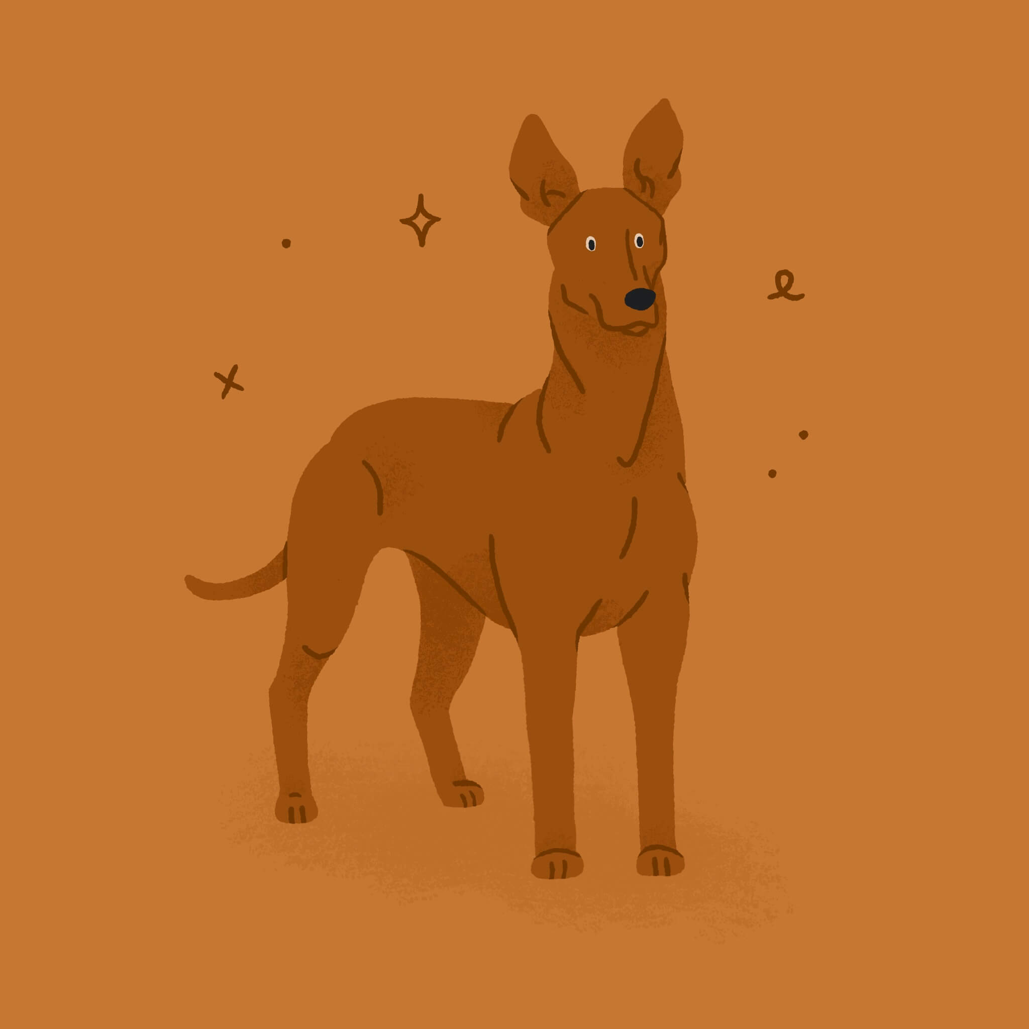 A monochromatic orange illustration of a Pharaoh Hound dog standing alertly