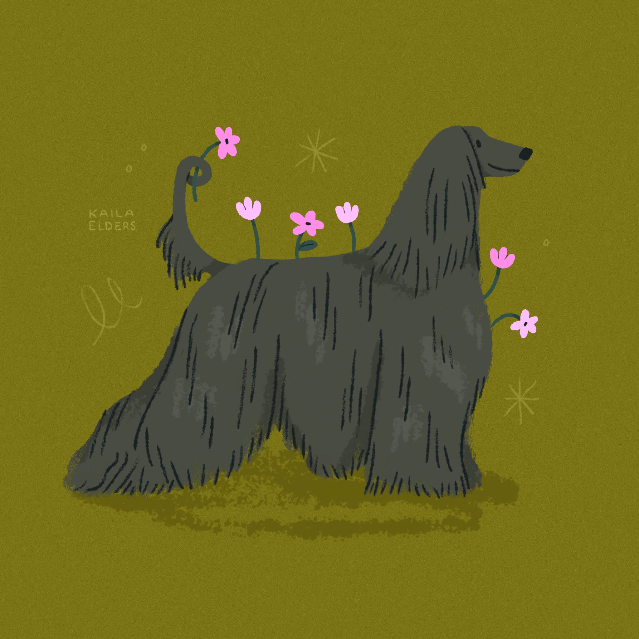 26-afghan-hound