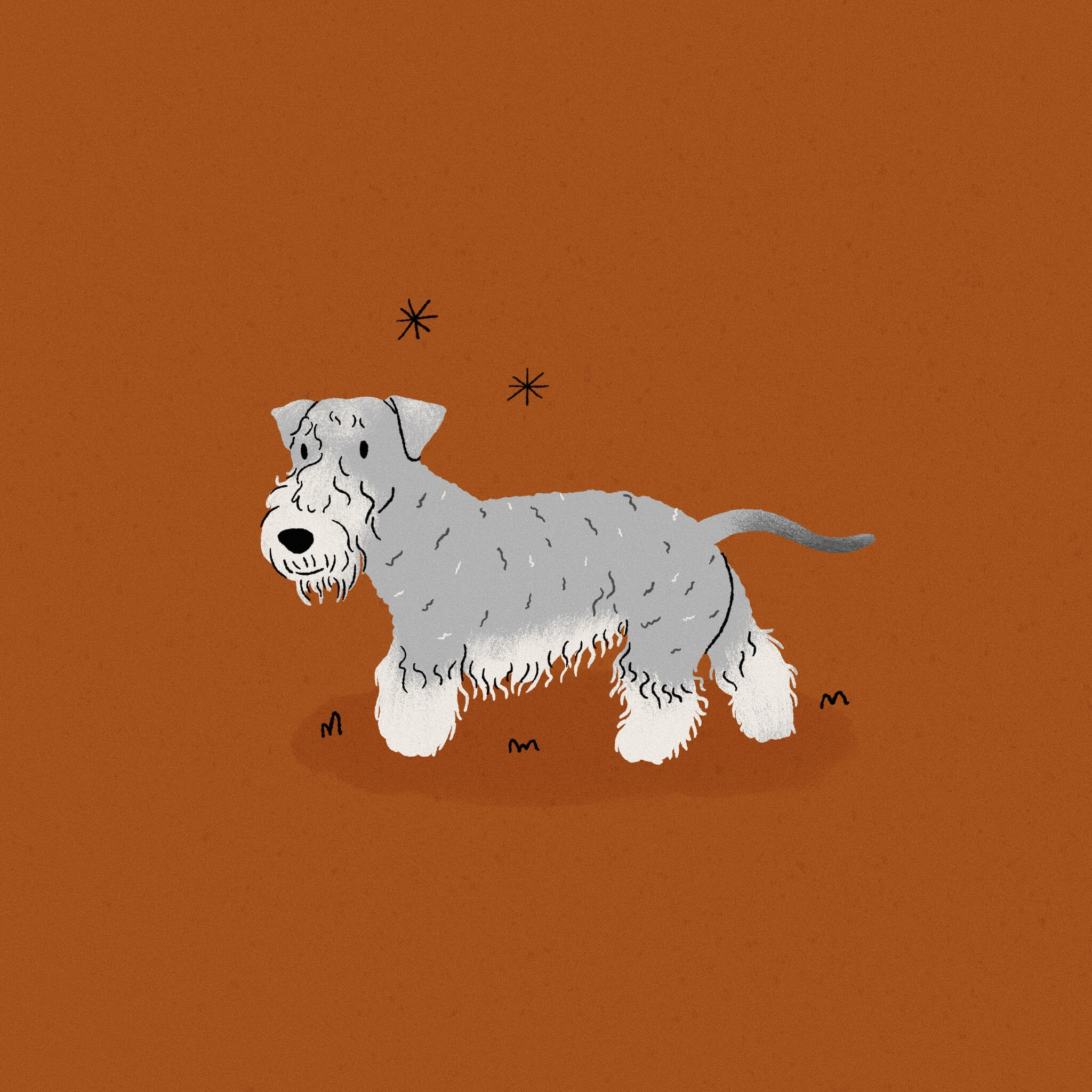 An illustration of a grey and white Cesky Terrier dog on a dark orange background