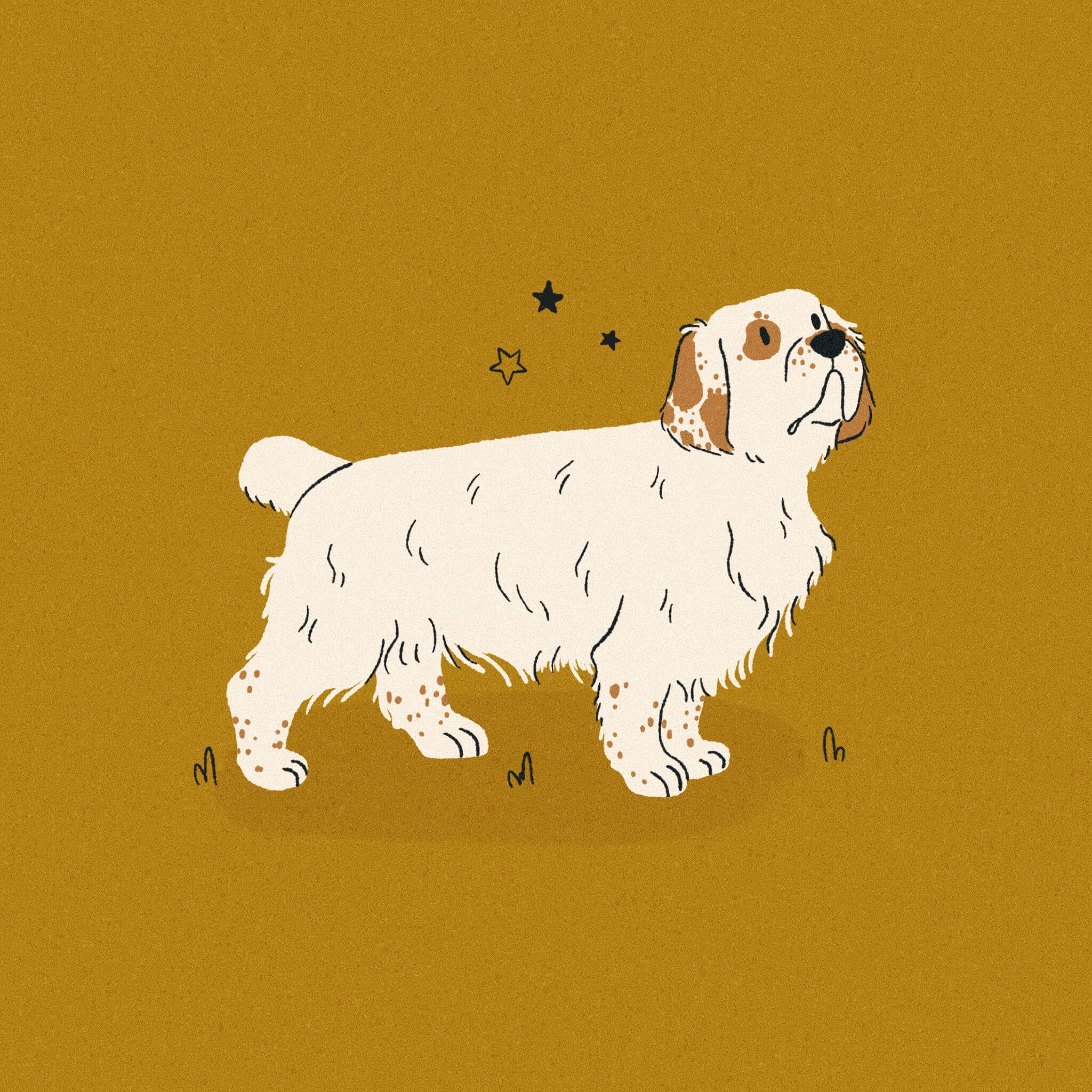 An illustration of a clumber spaniel dog standing and looking upwards. The background is a rich gold color.