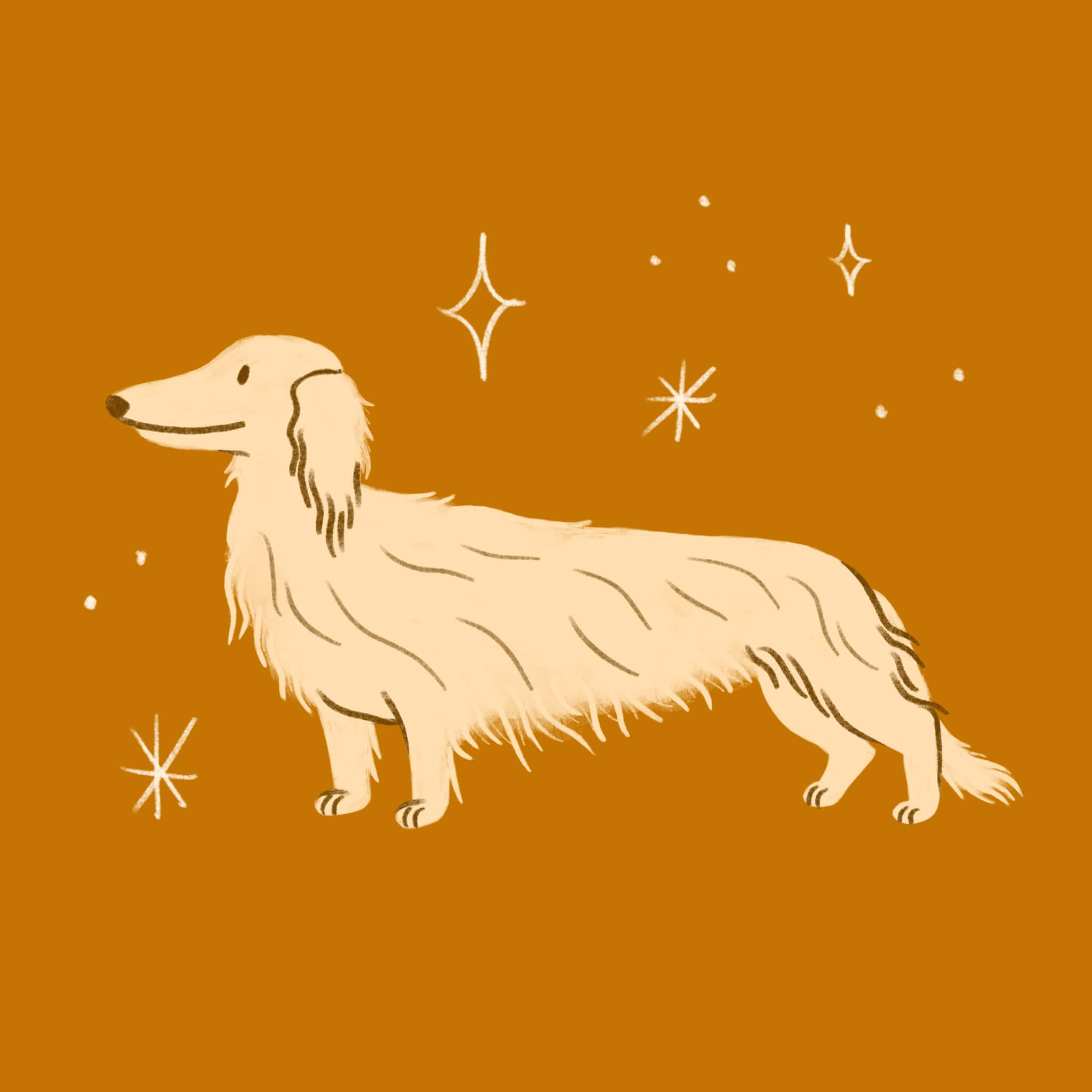 An illustration of an orange long haired dachshund dog