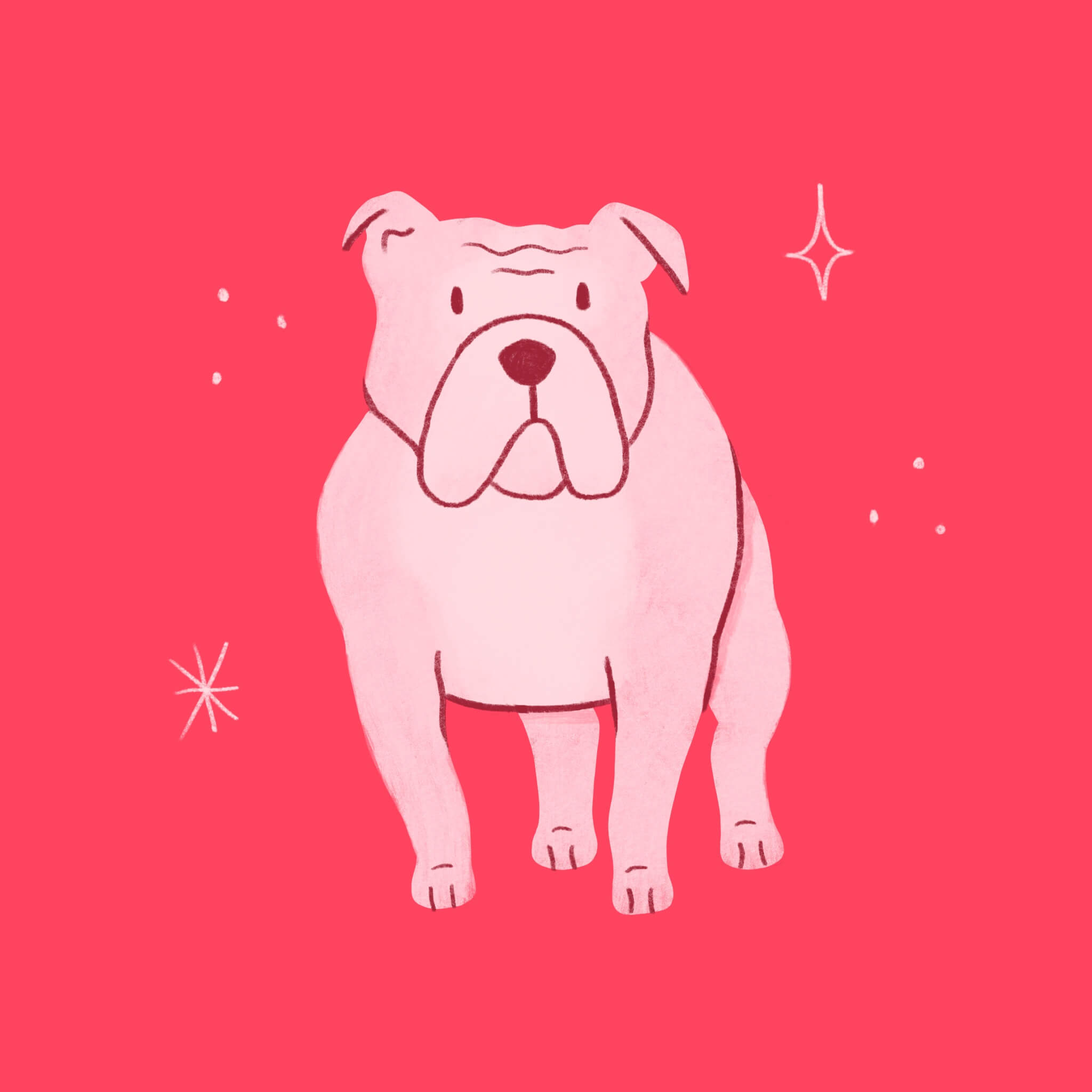 An illustration of a pink bulldog