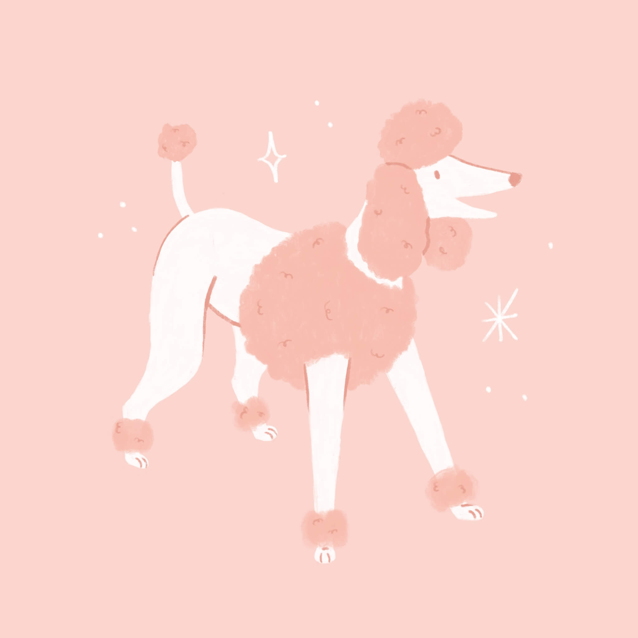 An illustration of a pink poodle dog